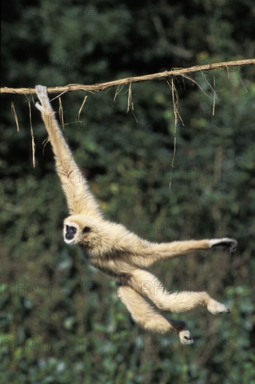 White-handed (hylobates lar) gibbon, fleshy hanging from liana