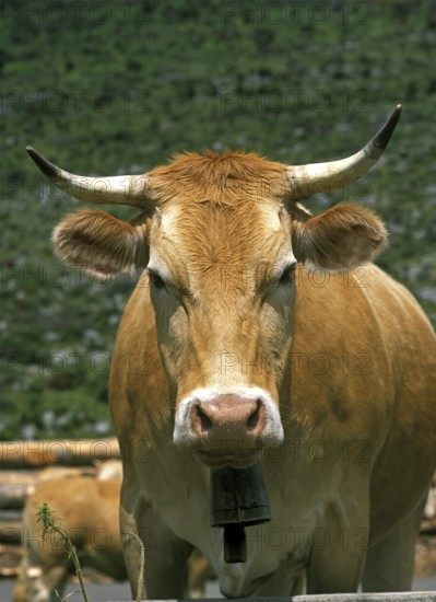 FRENCH BOVINE NAMED BLONDE D'AQUITAINE, COW WITH BELL