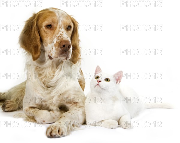 French spaniel dog (cinnamon colour) with white domestic cat against white background