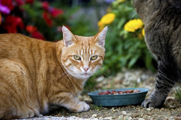 Red Tabby and Brown Tabby Domestic Cat, Cats eating, Normandy