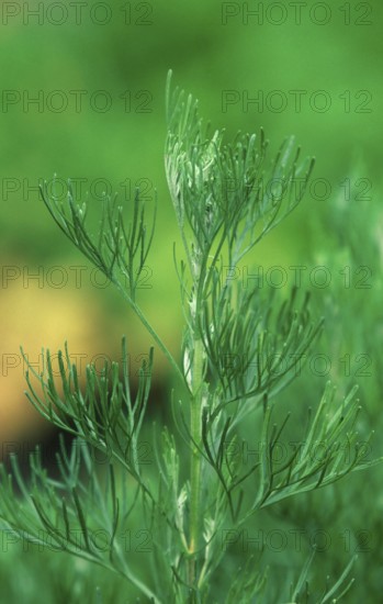 Lad's love (Artemisia abrotanum), Lemonweed (Plants) (Medicinal Herbs) (Medicinal Plants) (Cephalopods) (Compositae) (vertical) (green) (green)