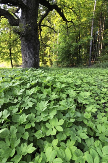 Ground elder, fenugreek, trefoil, goat's-foot, goosefoot, goat's-tail (Aegopodium podagraria)