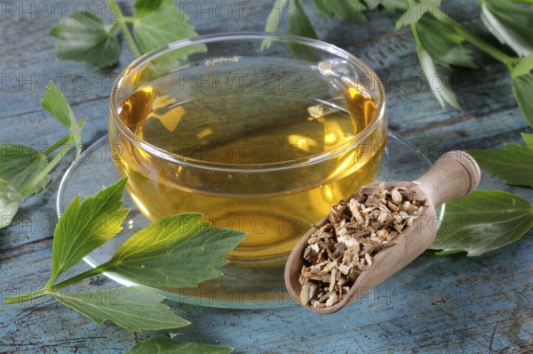 Lovage (Levisticum officinale), cup of lovage root tea, Maggi wort, lovage root tea, lovage tea