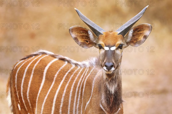 Young Nyala, male, Majete Wildlife Reserve, Malawi, (Nyala angasi), Africa