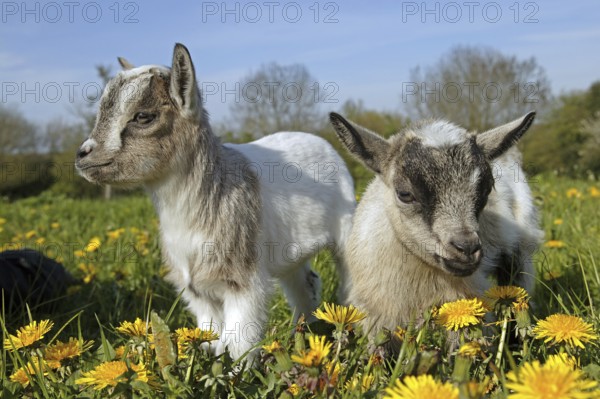 GOAT OR pygmy goat (capra hircus), 3 MONTH OLD BABY WITH FLOWERS