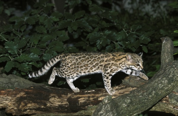 TIGER CAT OR ONCILLA (leopardus tigrinus), ADULT ON BRANCH
