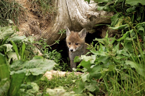 RED Fox (vulpes vulpes), WELpE COMING FROM THE HELL, NORMANDY IN FRANCE