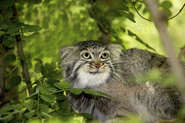 Pallas's cat (otocolobus manul) or Pallas' cat, adult