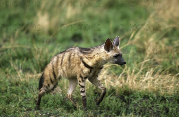 Aardwolf (proteles cristatus), Adult walking through Savannah, Kenya, Africa