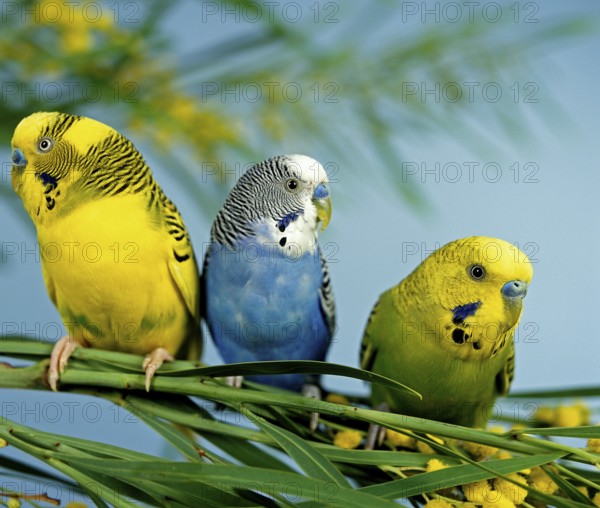 Budgerigar (melopsittacus undulatus), Group on Mimosa Branch
