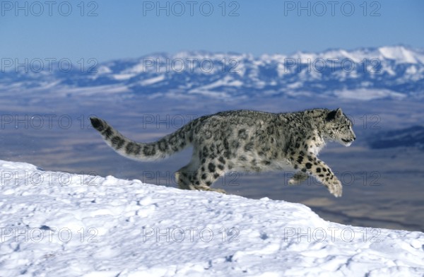 Snow leopard or ounce, uncia uncia, adult running through the mountain