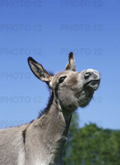 French Grey Donkey, portrait of an Adult