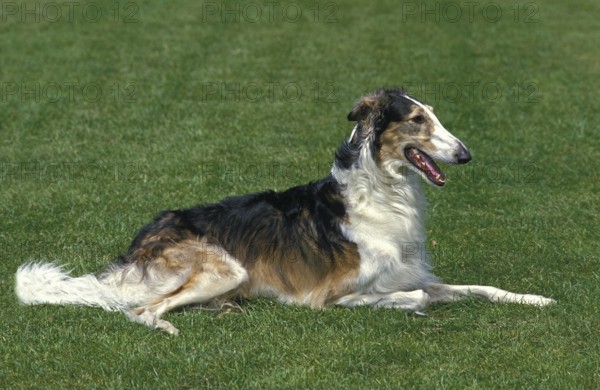 Borzoi or Russian Wolfhound, dog lying on grass