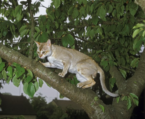 Singapura domestic cat, adult on branch