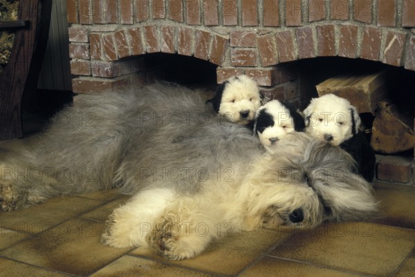 Bobtail dog or Old English Sheepdog, mother and puppies