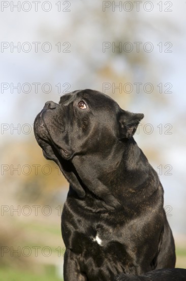 CANE CORSO, A DOG BREED FROM ITALY, PORTRAIT OF ADULT