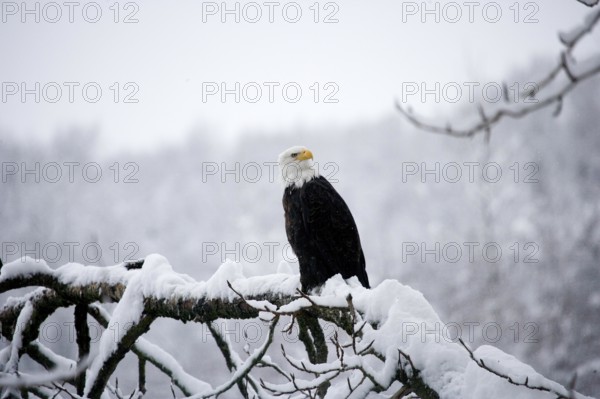 Bald Eagle (haliaeetus leucocephalus), Alaska