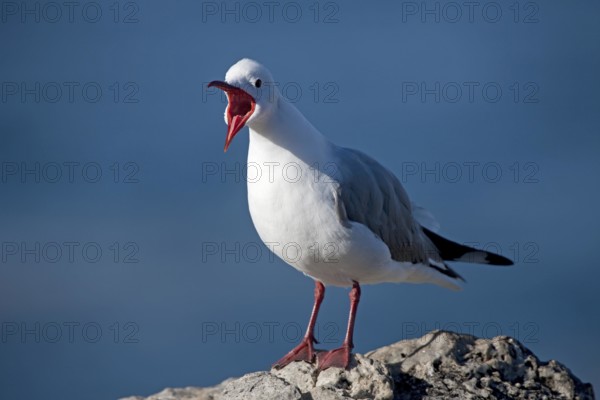 HARTLAUB'S GULL OR KING GULL larus hartlaubii, ADULT CALLING OUT, HERMANUS IN SOUTH AFRICA