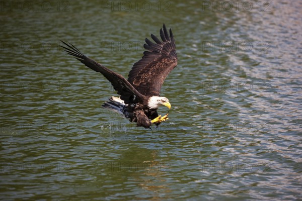 Bald Eagle (haliaeetus leucocephalus), Immature in Flight above water, Fishing