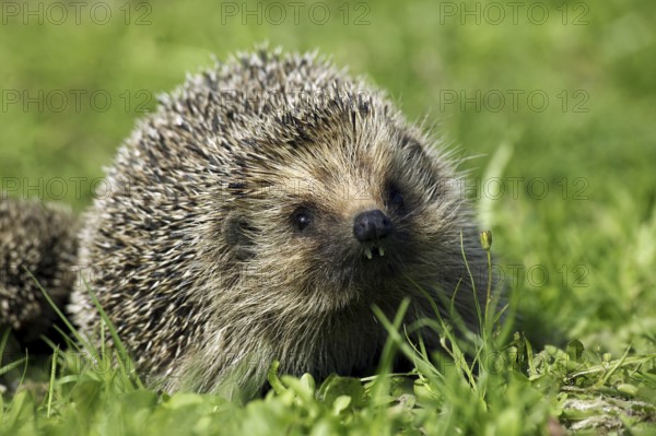 European Hedgehog (erinaceus europaeus), Female standign on Grass, Normandy in France
