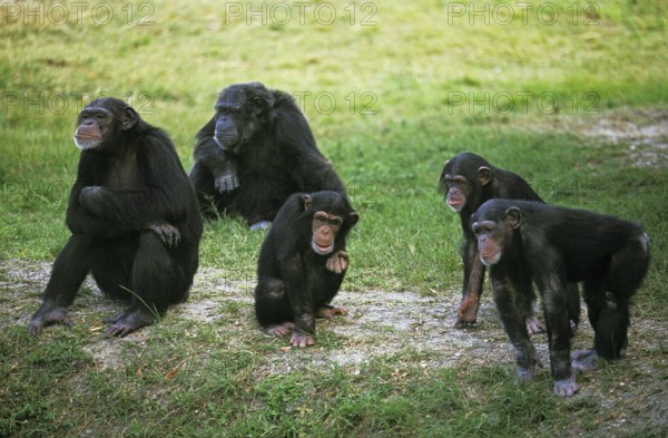 Chimpanzee (pan troglodytes), Group of Adults