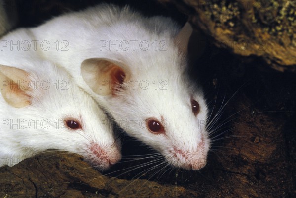 WHITE MOUSE (mus musculus), ADULT, CLOSE-UP OF HEAD