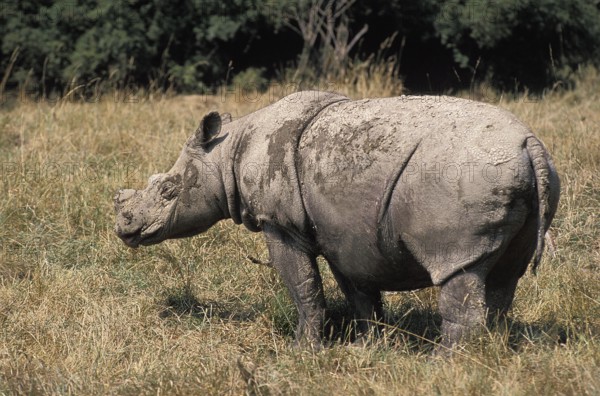 Sumatran Rhinoceros (dicerorhinus sumatrensis)