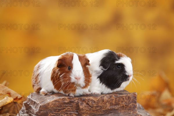 Sheltie guinea pig, red and white, and Coronet guinea pig, tortie and white
