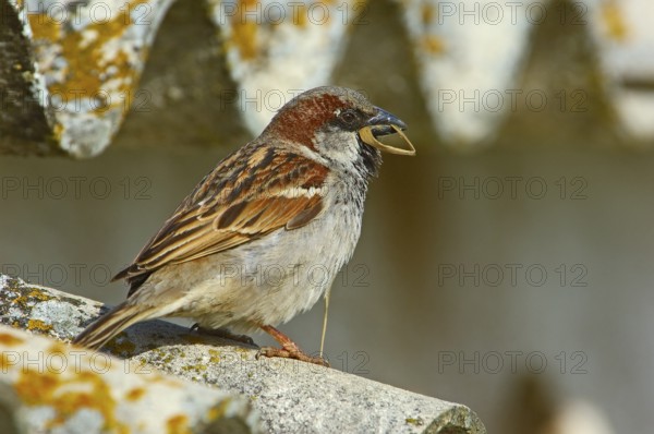 House Sparrows (Passer domesticus), Andalusia, Spain, Europe
