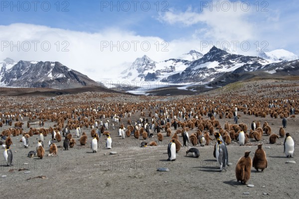 King penguin (Aptenodytes patagonicus) St Andrews Bay, South Georgia Island, Colony