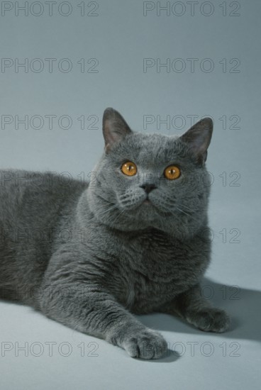 British Shorthair Cat, tomcat, blue, British Shorthair Cat, male, blue, Carthusian (Carthusian) (mammals) (mammals) (animals) (domestic cat) (domestic animal) (pet) (pedigree cats) (male) (male) (frontal) (head-on) (from front) (portrait) (portrait) (inside) (studio) (lying) (lying) (adult)