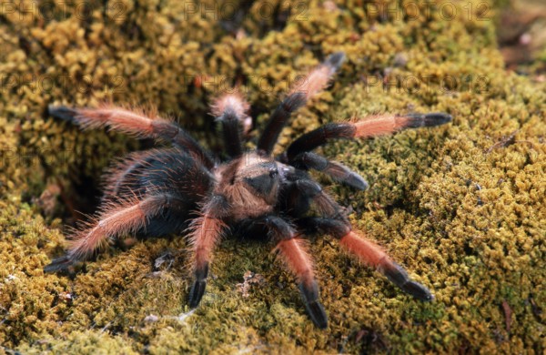 Mexican Red Legged red-legged tarantula (Brachypelma emilia)