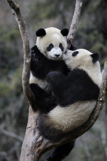 Giant pandas (Ailuropoda melanoleuca), Wolong Nature Reserve, Sichuan, China, Asia