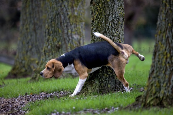 Beagle, Male, Urinating, Urinating, Urinating