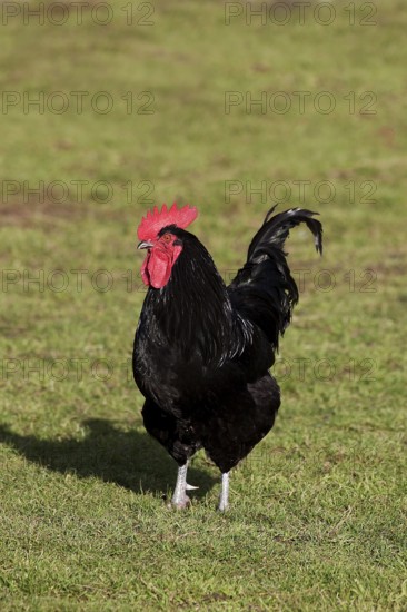Cotentin cock, domestic chicken breed from Contentin, Normandy