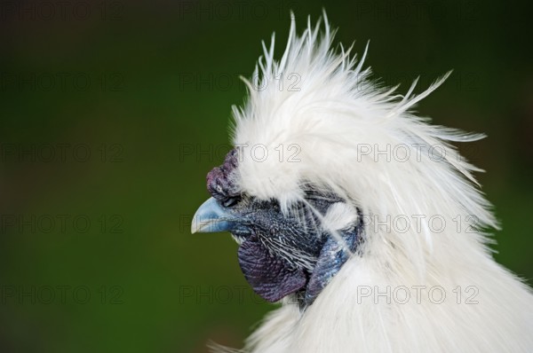 Silkie, Domestic fowl