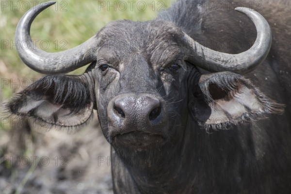 Affalo, africa, african, african buffalo, aggressive, animal, background, big, black, bovine, buffalo, bull, bush, caffer, cape, cape buffalo, conservation, dangerous, day, environment, grass, green, herbivore, horizontal, horns, kenya, kruger, large, ma