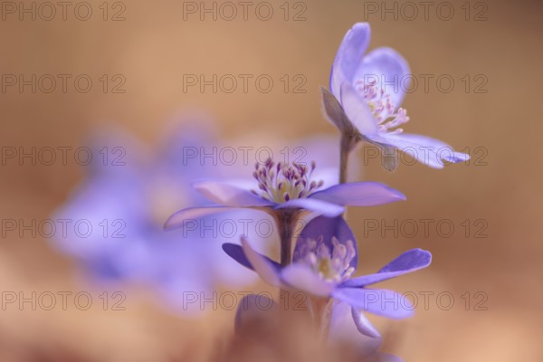 Hepatica (Hepatica nobilis), Tyrol, Austria, Europe
