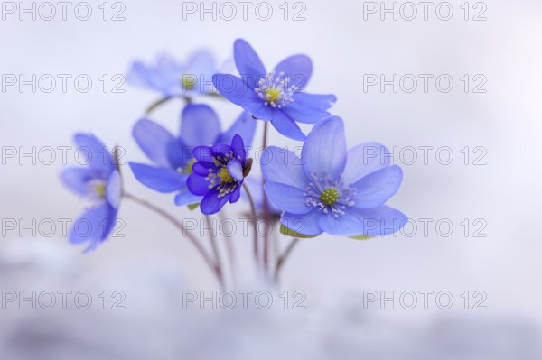 Withering Hepatica, Liverleaf or Liverwort (Hepatica nobilis), Tyrol, Austria, Europe