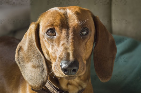 Dachshund, dog