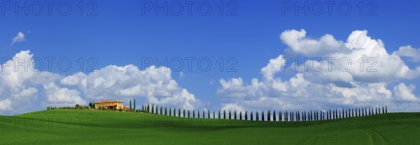 A single rural tuscan house, agroturismo, and cypress avenue, with blue sky, white clouds in April, with green cereal field, panoramic, panorama view, Tuscany, Italy, Europe