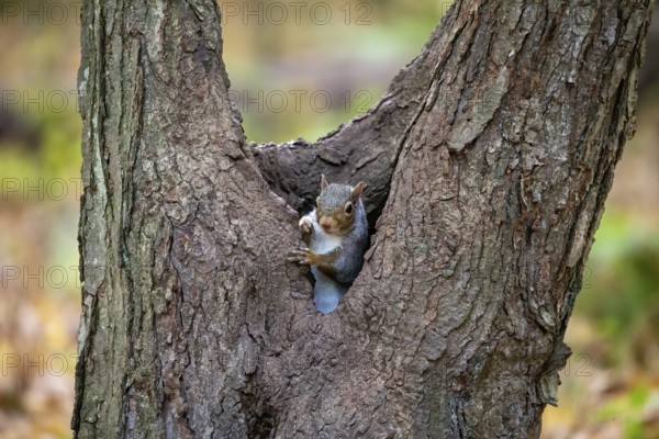 Eastern gray squirrel in the autumn forest