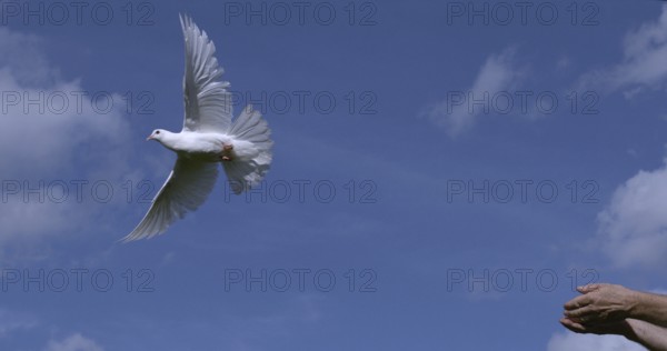 White Dove (Columba livia), Adult in flight, Taking off from Hands, Normandy in France