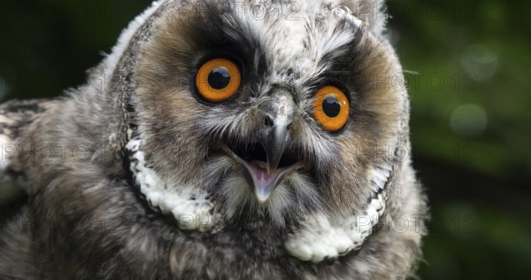 Long Eared Owl (asio otus), Portrait of Adult, Normandy in France