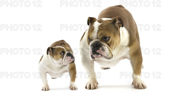 English Bulldog, Female against White Background
