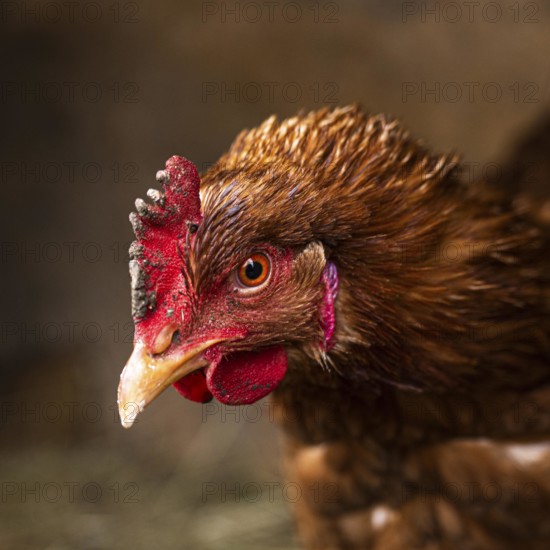 Close up beautiful chicken country lifestyle