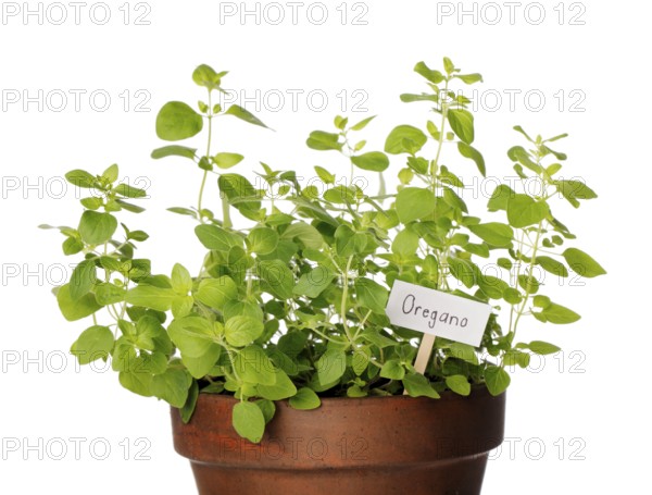 Potted Oregano herb with a sign