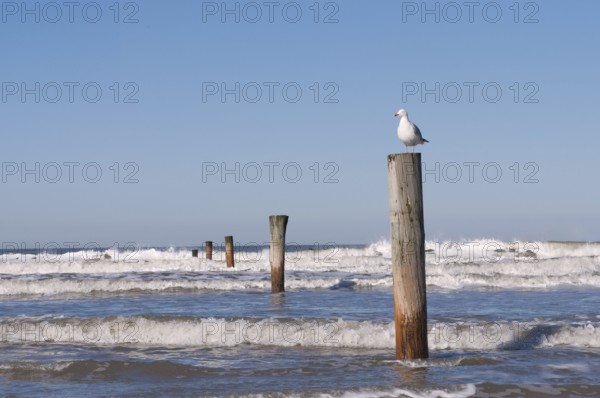 European herring gull (Larus argentatus) on a wooden pole, surf, North Sea, Norderney, East Frisian Islands, Lower Saxony, Germany, Europe