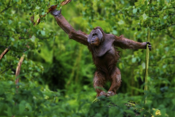 Sumatran orangutan, male (Pongo pygmaeus abelii), male