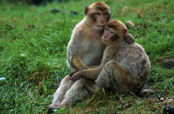 Barbary macaques (Macaca silvanus)